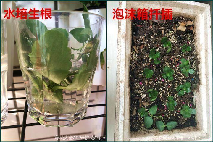 这5种花别再买, 撸片叶子扔盆里, 遇土就生根!