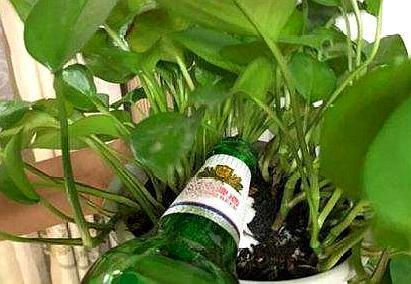 用这“3种”水来浇花, 就相当于“施肥”了, 枝条蹿几米高!