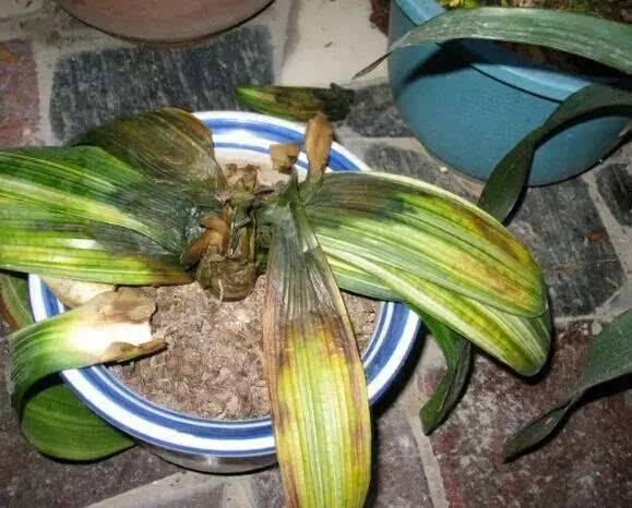 养花浇“2种水”, 土壤板结、花卉黄叶, 看看你浇错了没有?