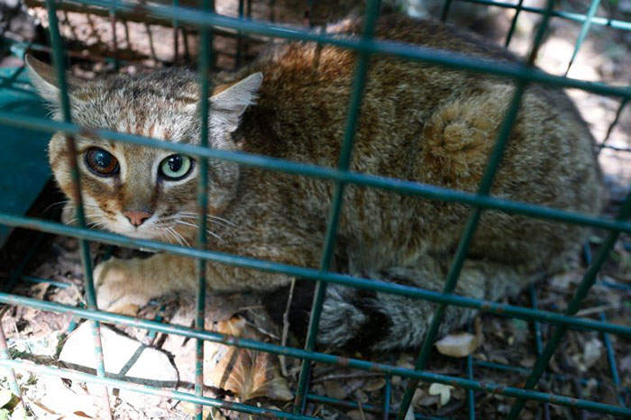 超稀有 猫狐 有着狐狸的狡猾和猫咪的敏捷 现今只发现16只 萌宠资讯 存满娱乐网