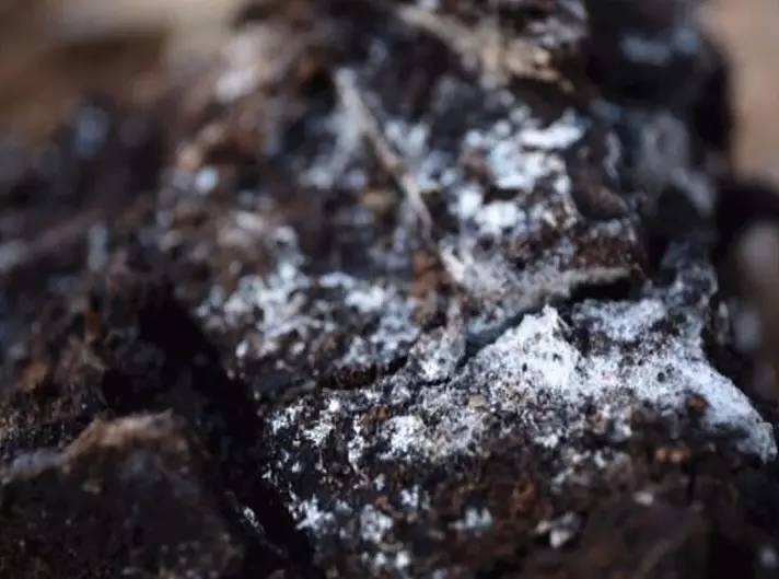 这种“圆饼子”别扔, 花盆土壤放一块, 比什么肥料都管用!