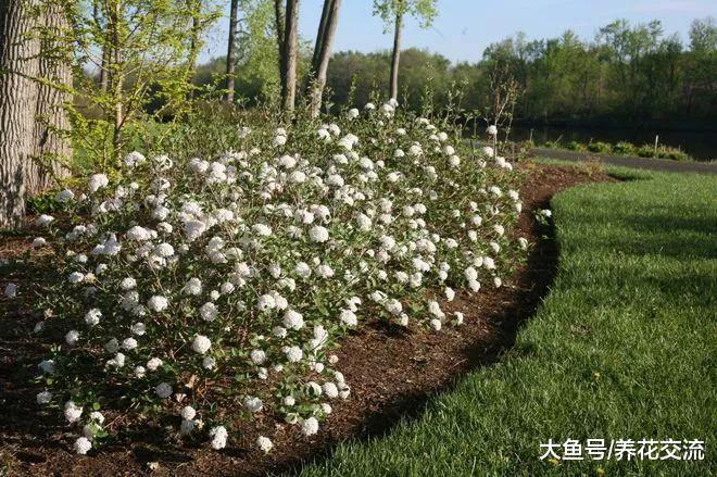 几种开花特别美观的观赏花卉, 养花盆和院子都好看