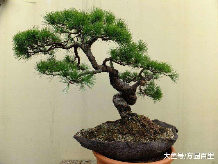 走近盆景艺术之什么是树桩盆景