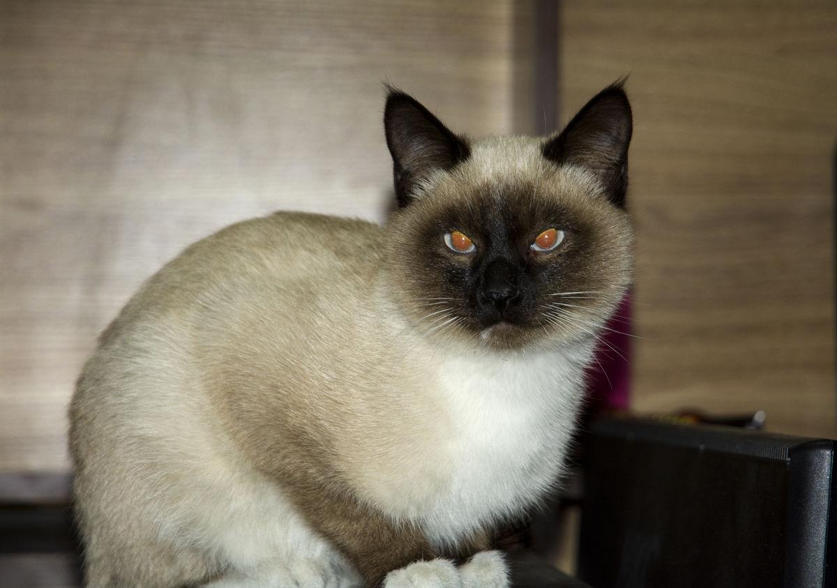 我们应该怎么做才能预防猫咪的疾病 萌宠资讯 存满娱乐网