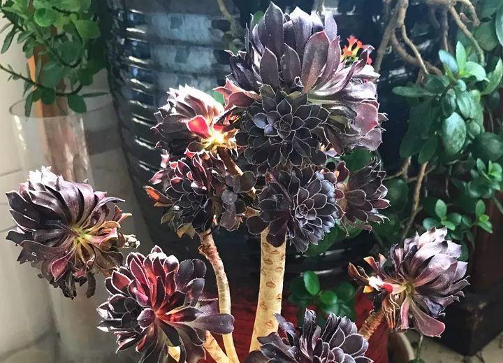16种法师多肉，又大又艳，长得比盆景都好看！