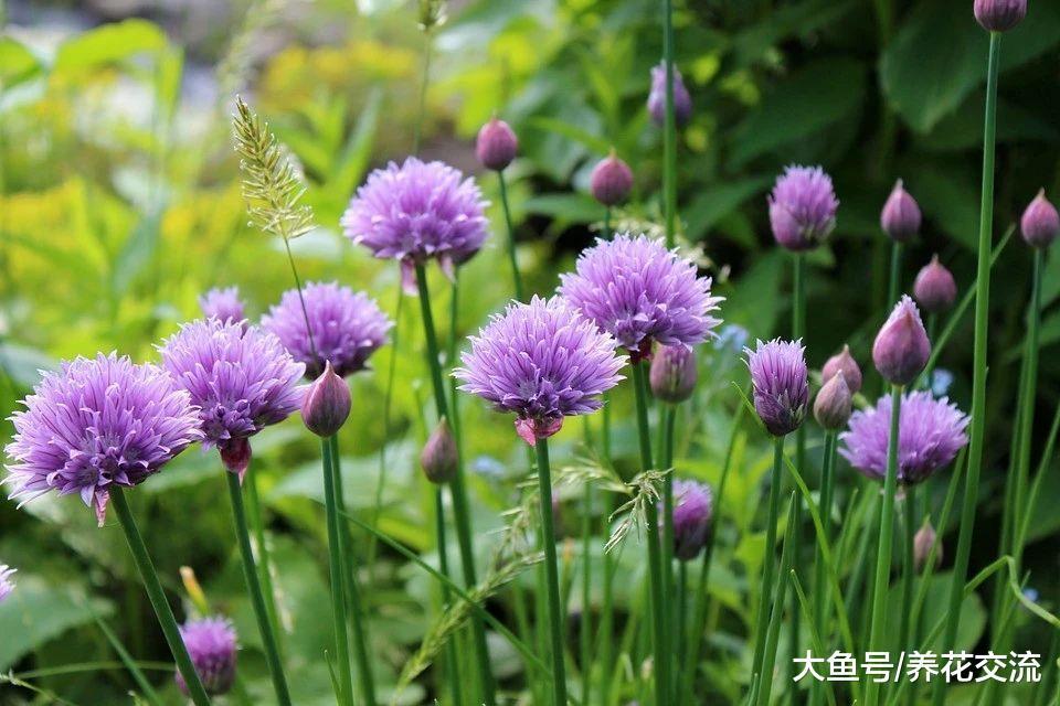 这些盆栽蔬菜种在阳台上, 一年四季都可以收割