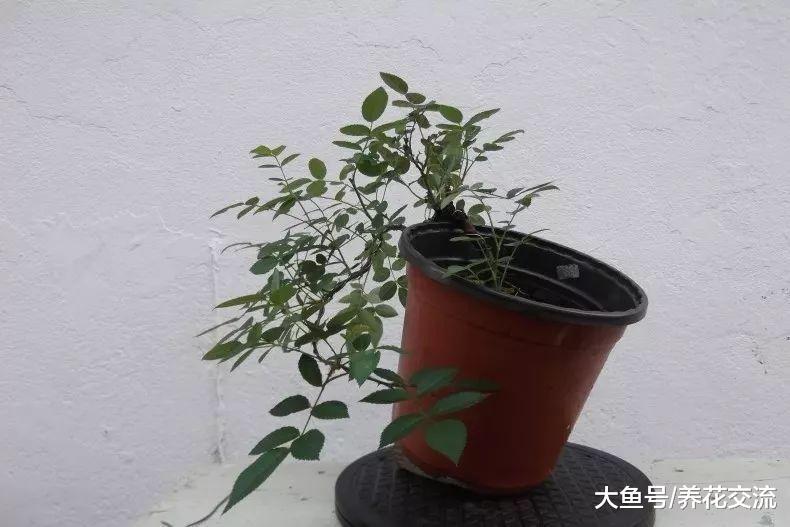 微型月季盆栽养在阳台上出现黄叶要怎么处理?