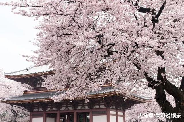 日本东京十巨细寡赏樱胜天:避开人潮拥挤的恐惧,感触感染醒好春意!