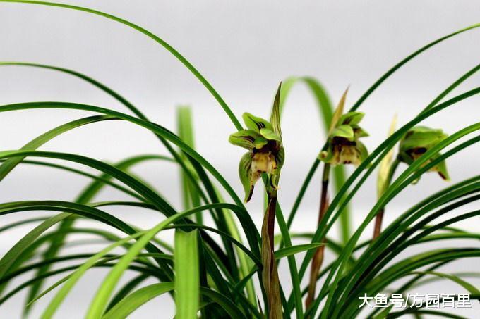 兰花中下山兰和家养兰的区别