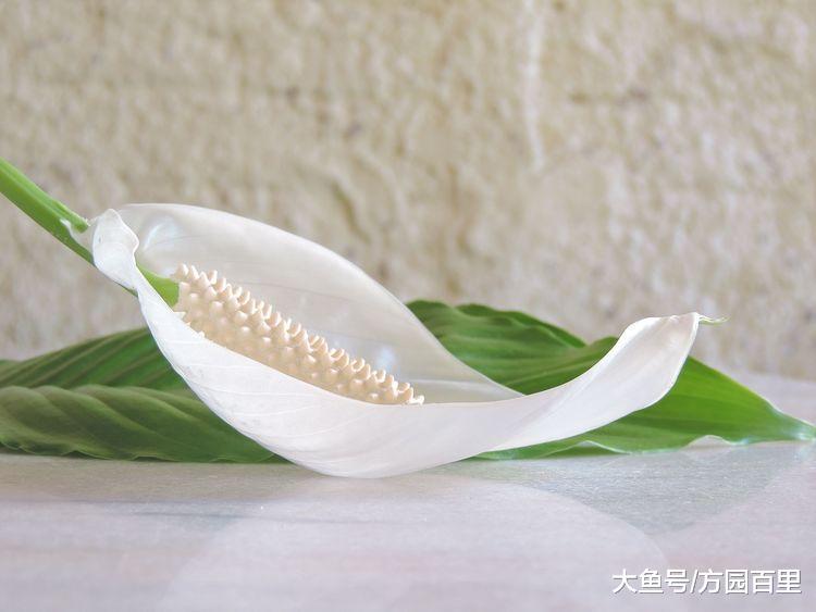 不是你学不会养花, 而是你不知道植物的环境因子有哪些