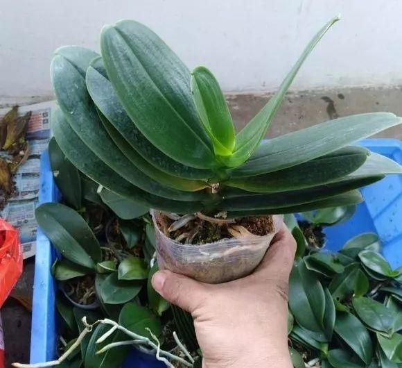 10块钱3棵的绿萝蝴蝶兰, 买回家一捣鼓, 100块也不卖!