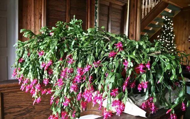 160岁的蟹爪兰, 花开成瀑布, 屋里直接搬不进去!