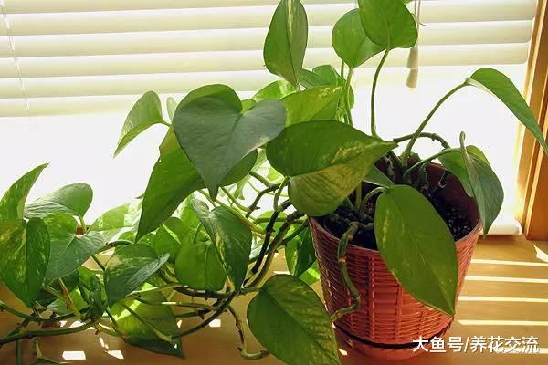 几种特别耐阴的盆栽植物, 给点散射光就能开花