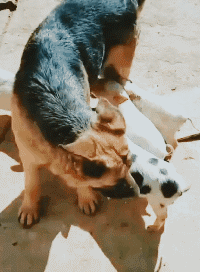 狗子:我靠,你们真的是认错妈了!快走开