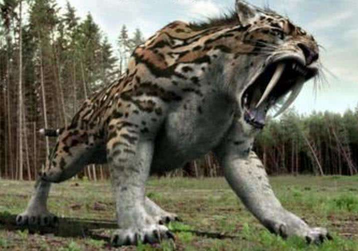 一万年前,由于冰期结束,人类活动加剧,从而导致了剑齿虎的灭绝.