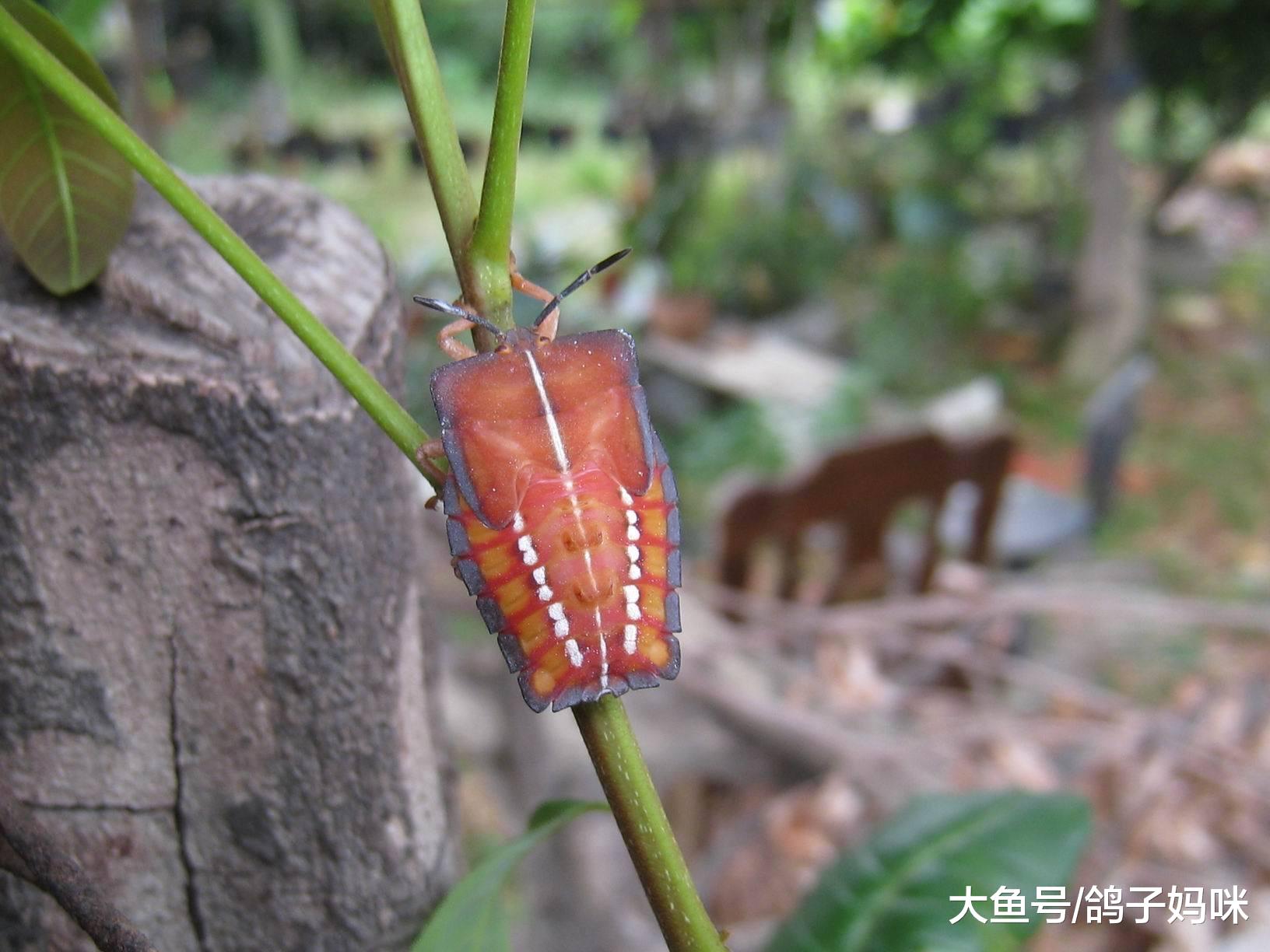 春天提防臭椿象，一碰会皮肤溃烂，提醒孩子远离