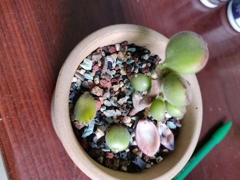 为了养多肉, 不光搭遮阳网, 连狗笼子都用上了!