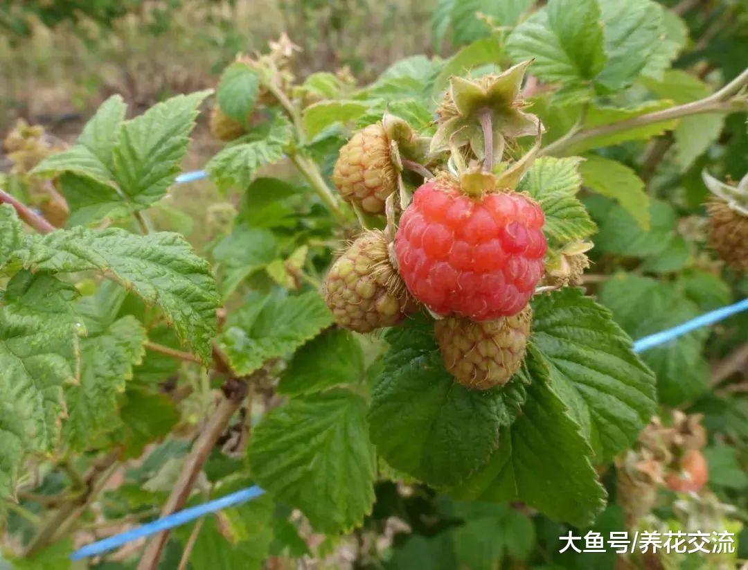 可以栽种在花盆里的覆盆子灌木浆果, 年年都能结果