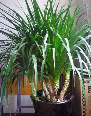 这种“自然生长素”, 不花钱就有, 养花“浇1瓶”, 白根呼呼冒