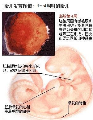 怀孕初期的3个月：胎儿发育的过程及B超所见
