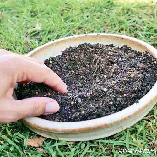 养过植物的旧土用这些方法处理, 又能变成新的肥土
