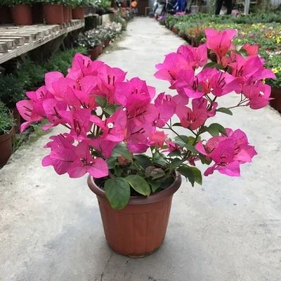 给“三角梅”剪几刀, 花开满盆, 连“叶子”都全遮住!