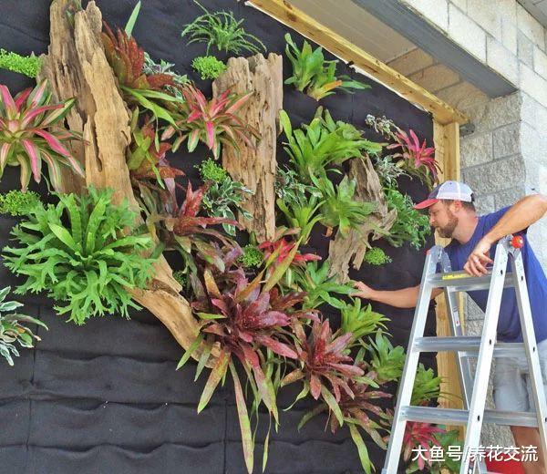 附生在枯木上的积水凤梨, 改造成比盆景还美的植物景观