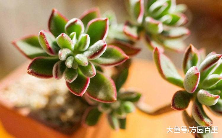 植物中常用的杀虫剂原来有这么多的类别