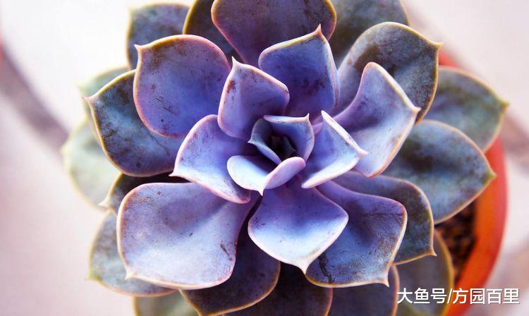多肉植物景天科拟石莲花属——紫珍珠
