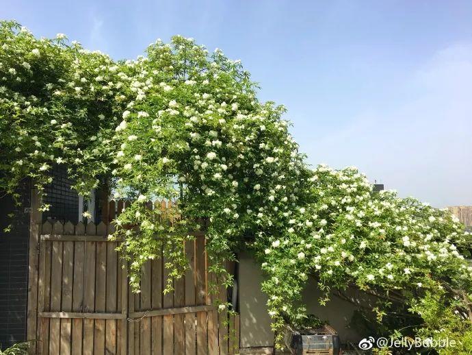 我想有个小院, 满院花香, 过宁静的生活!