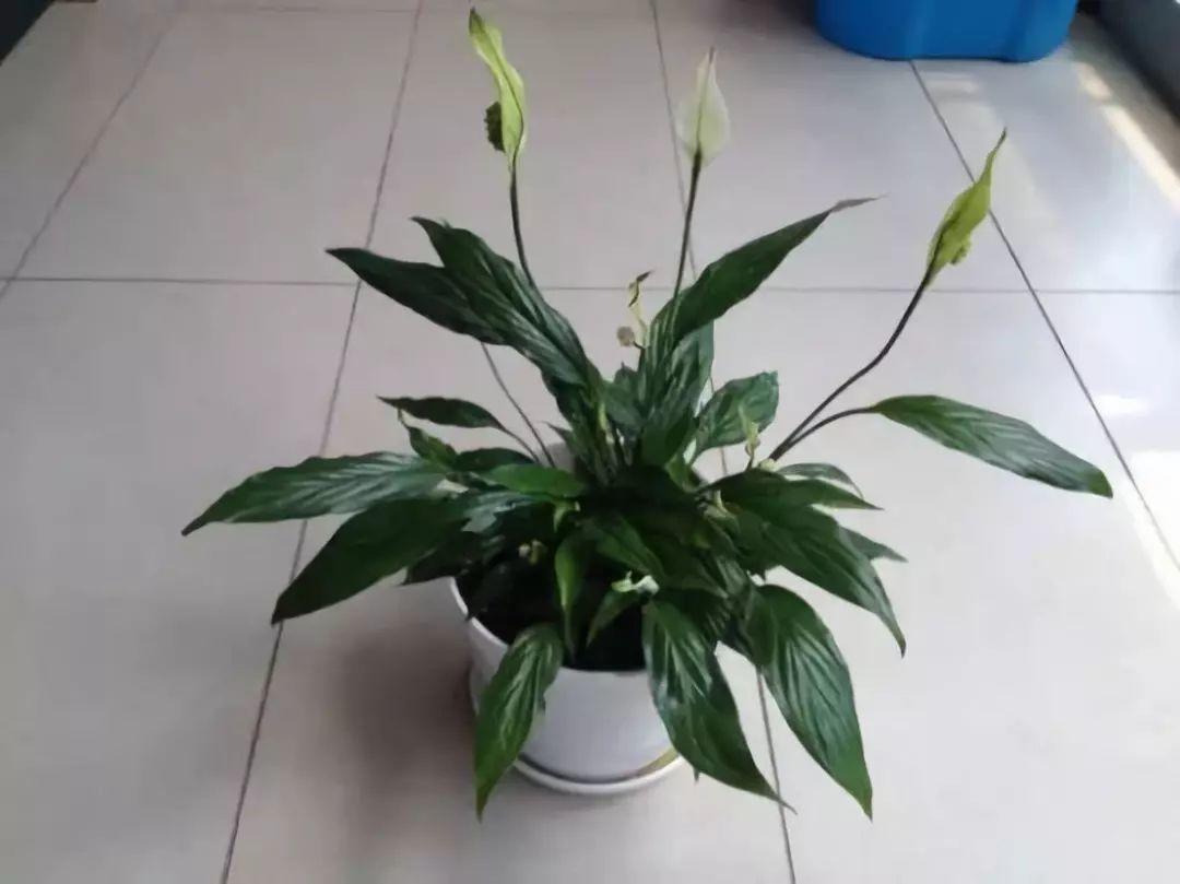 冬天就是白掌的鬼门关, 土壤没用对, 一不小心就烂根!