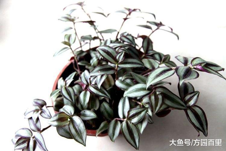 冬季适合新人上手的绿植花草——吊竹梅