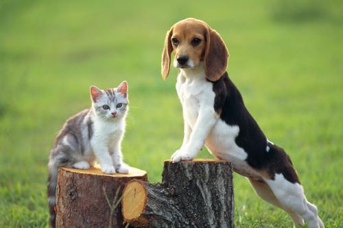 怀孕以后可以养狗吗