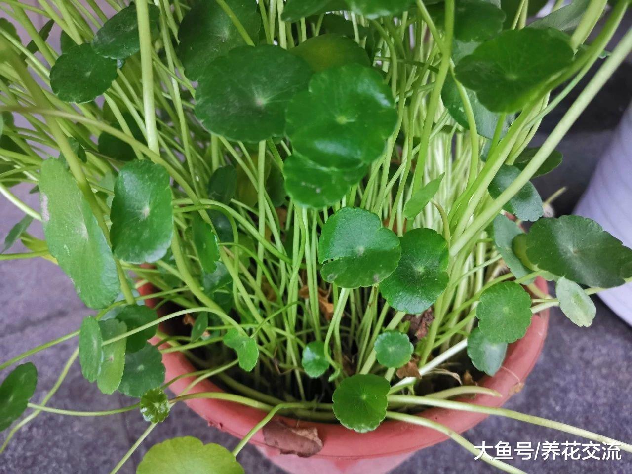 铜钱草盆栽只要掌握三个技巧, 水培和土培的都长得特旺盛