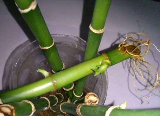 富贵竹在家养, 水里加点“小颗粒”, 枝叶绿油油!