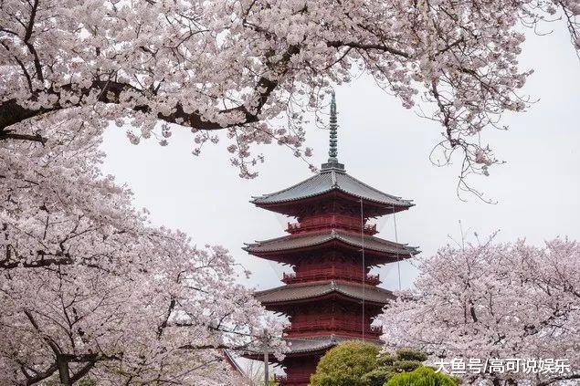日本东京十巨细寡赏樱胜天:避开人潮拥挤的恐惧,感触感染醒好春意!