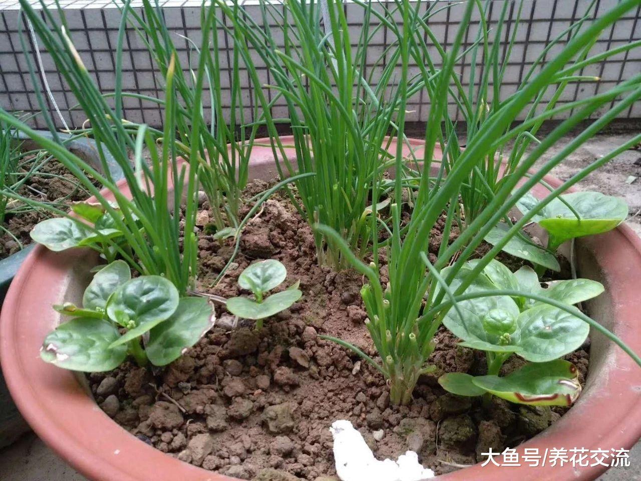 这些盆栽蔬菜种在阳台上, 一年四季都可以收割