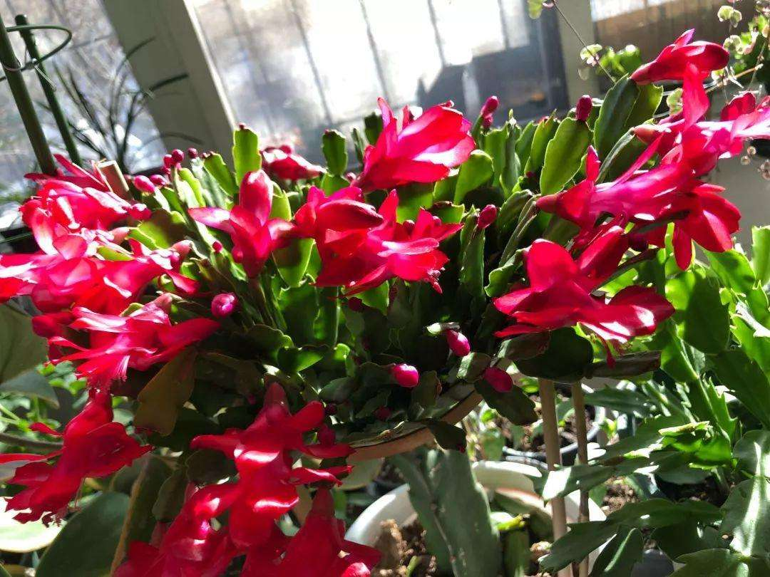 这“4种”花不怕冻, 冬天家里养, 开花艳丽更省心!