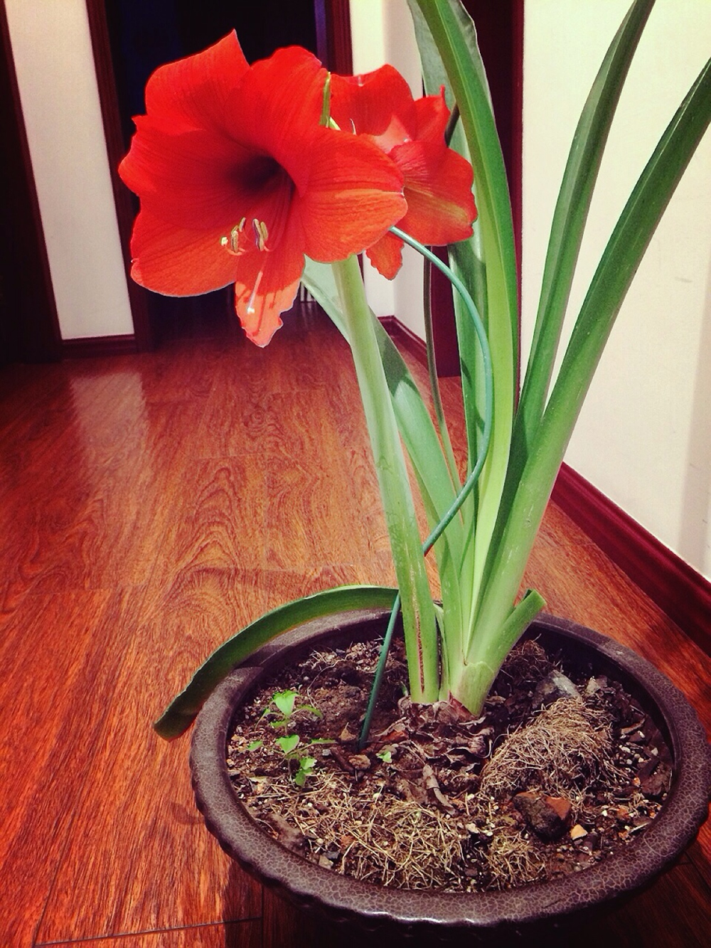 冬天养“朱顶红”, 用这“3种”方法繁殖, 红花开满屋!