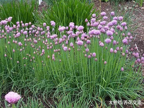这些盆栽蔬菜种在阳台上, 一年四季都可以收割
