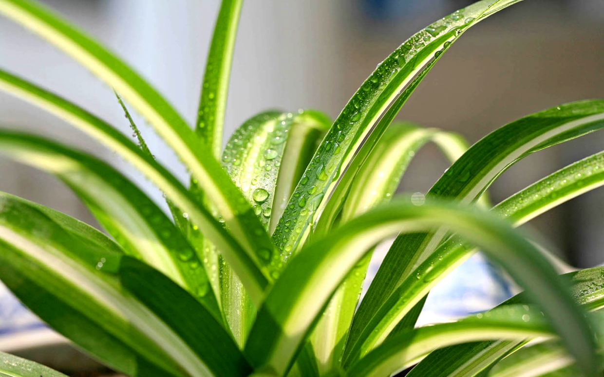 让吊兰快速生“嫩芽”, 这“4点”注意到, 绿枝成瀑布!