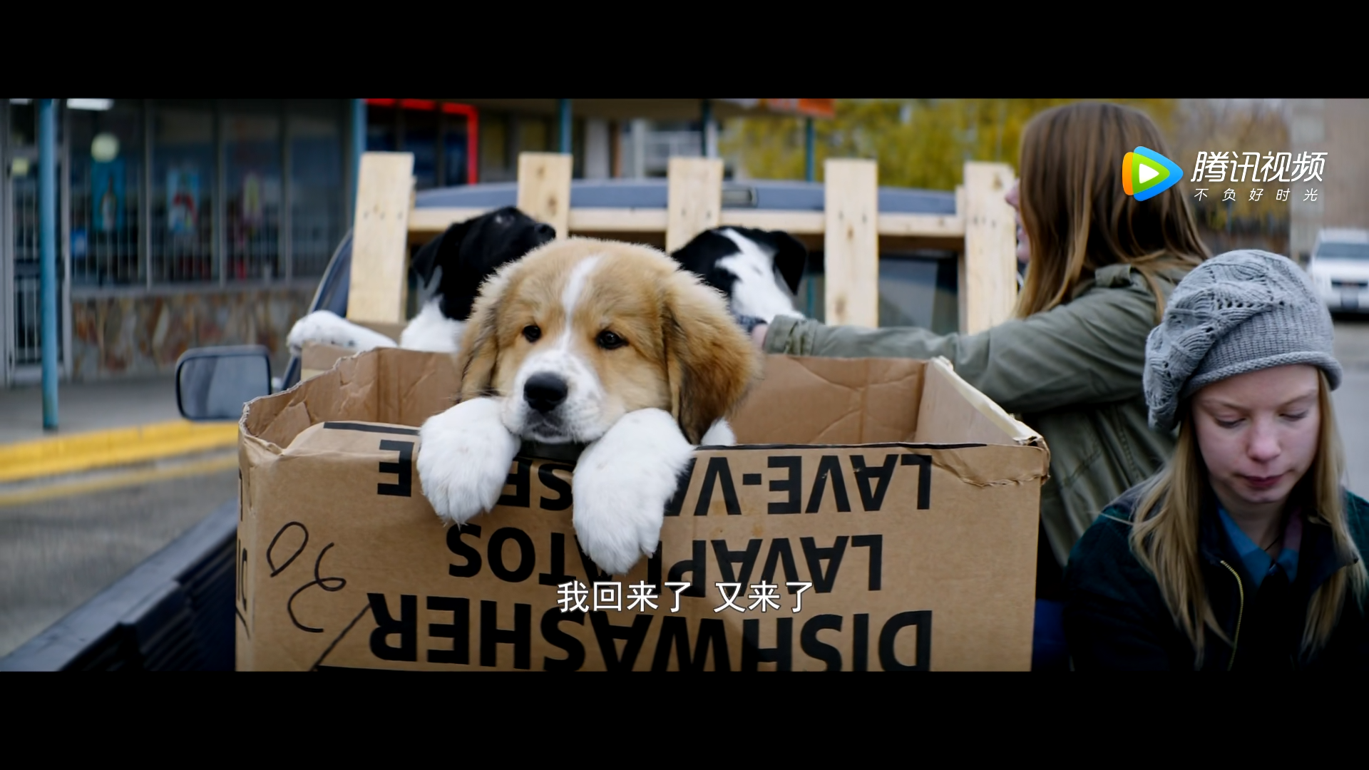 一条狗的使命 是 忠犬八公 之后又一佳作 一条狗轮回奇遇暖心故事 社会资讯 英雄联盟lol
