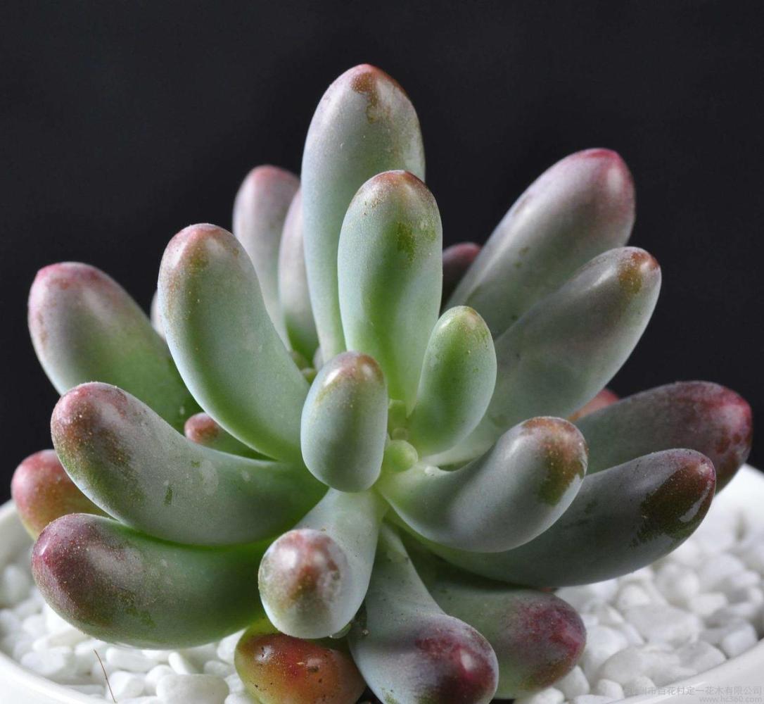 养“多肉”时, 多去注意这“2点”, 叶片圆润还“红扑扑”!