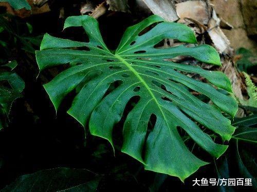 植物中常用的杀虫剂原来有这么多的类别