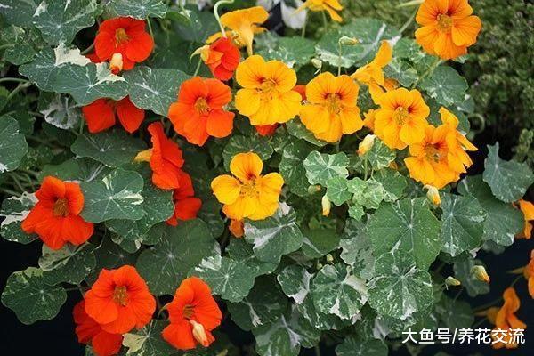 几种可以食用和观赏的草本花卉, 新手也能养得很好