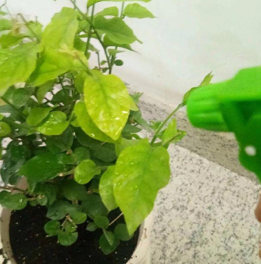土里浇点它 专治小黑飞 虫子不招叶子绿油油 生活资讯 娱乐新闻网