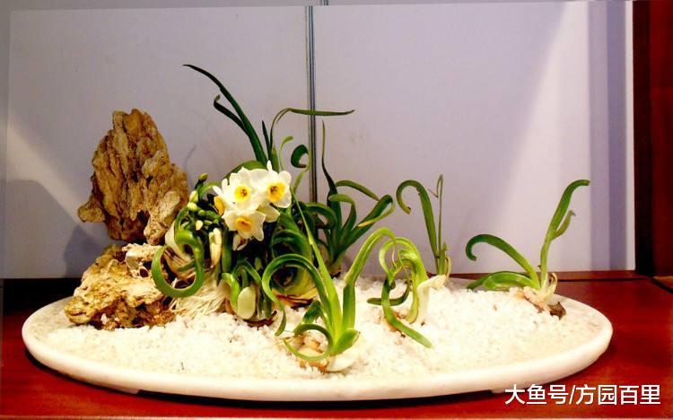 自从知道水仙花的雕刻之后, 再也不愁咱家的水仙花不好看了