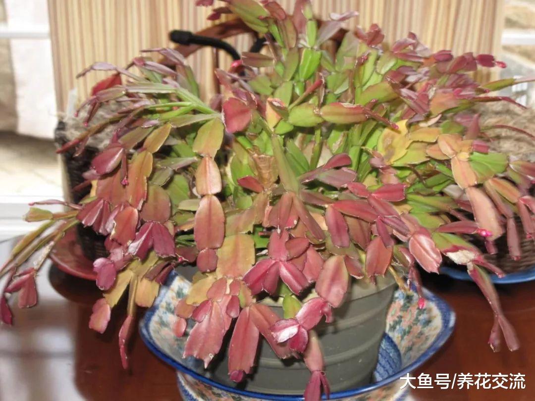 家里养的蟹爪兰叶子变红干瘪，还长很多花苞，却是隐藏危机