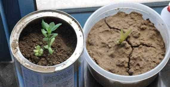 养花土壤“开裂”, 盆底垫点“松针”, 透气养分高, 几天就恢复!