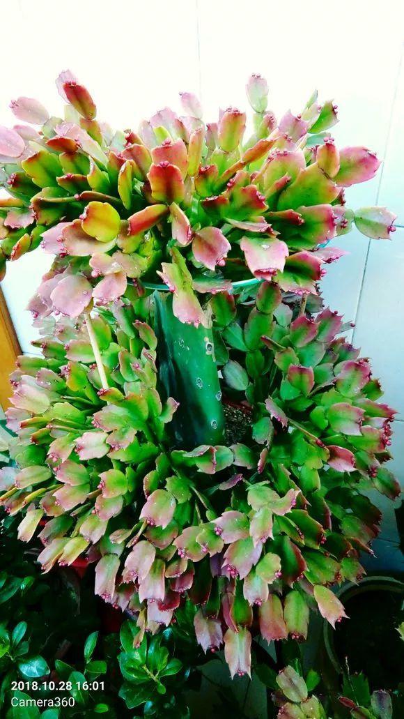 这3种花, 天越冷越开挂, 花骨朵长满盆!